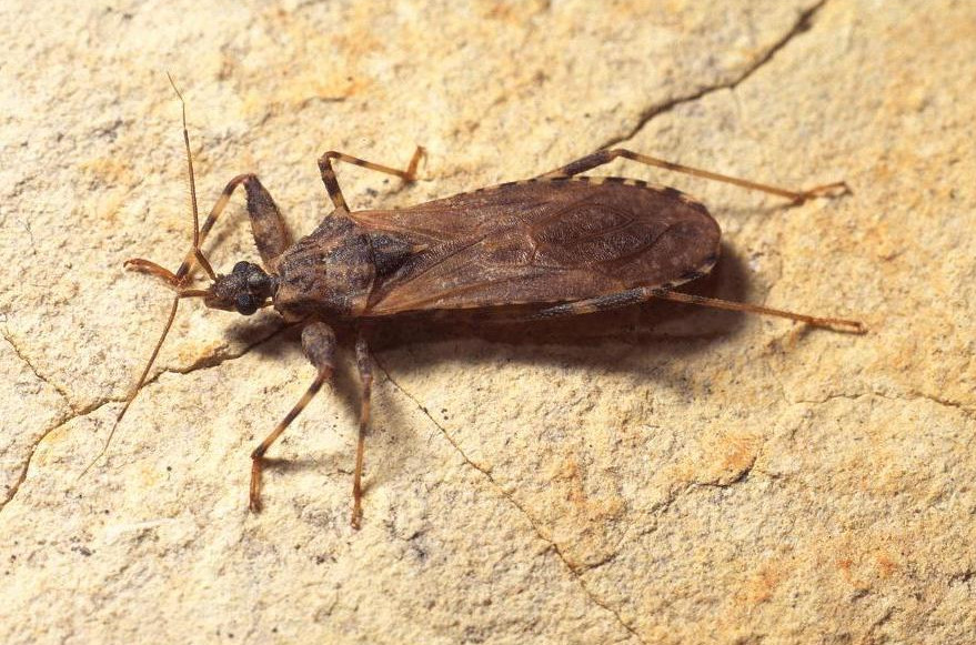 Reduviidae: Oncocephalus della Francia meridionale